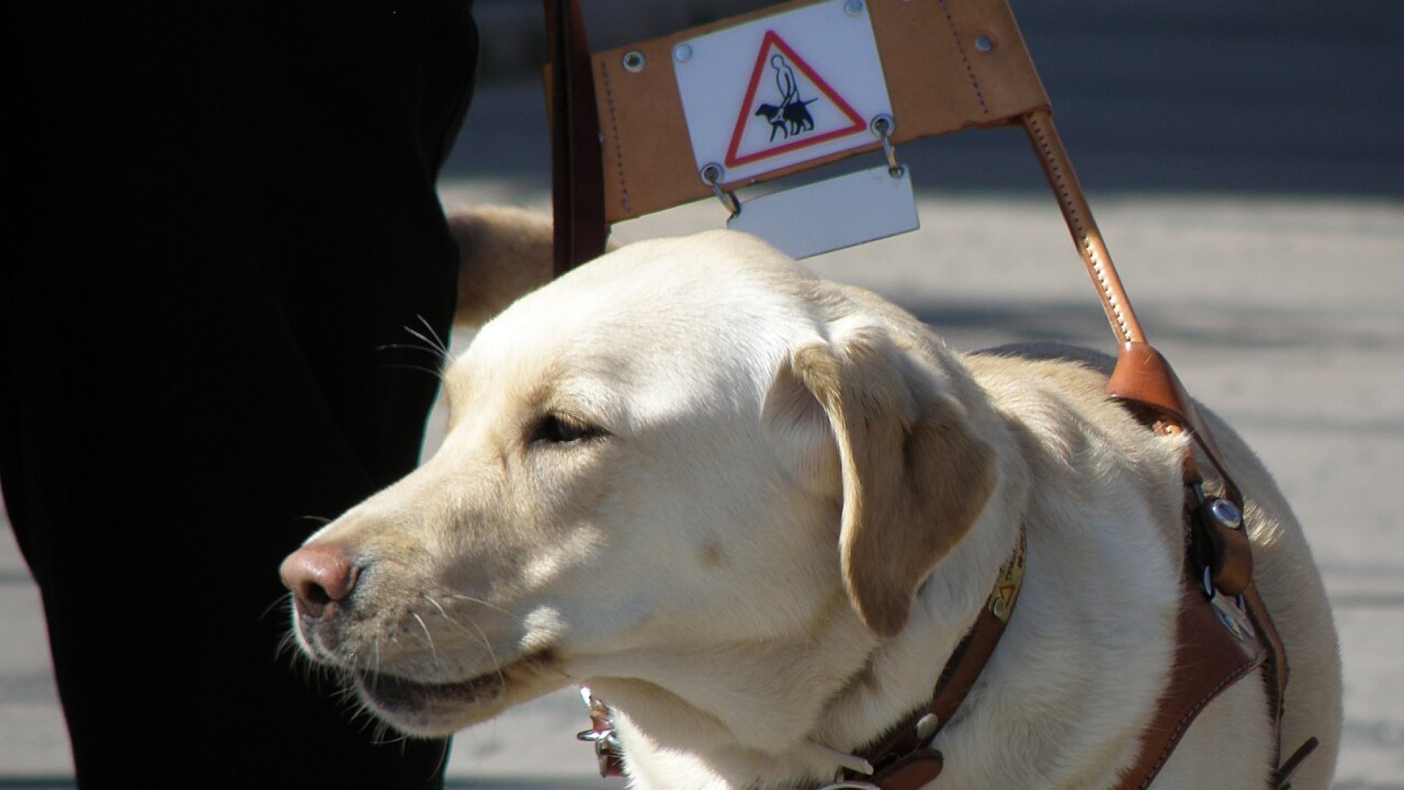 Svetlý labrador vo vodiacom postroji kráča vedľa nohy svojho sprievodcu po chodníku