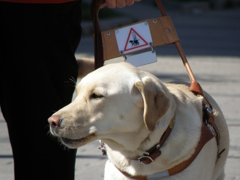 ÚVOD 15 Svetlý labrador vo vodiacom postroji kráča vedľa nohy svojho sprievodcu po chodníku